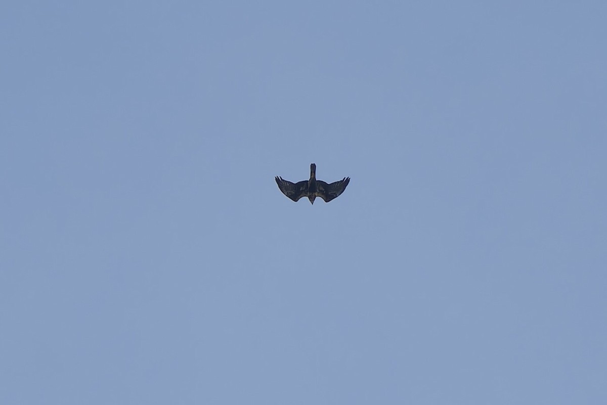 Eastern Marsh Harrier - ML643690608