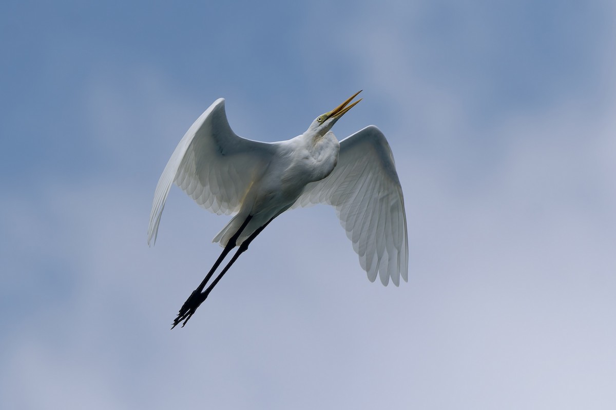 Great Egret (modesta) - ML643690612