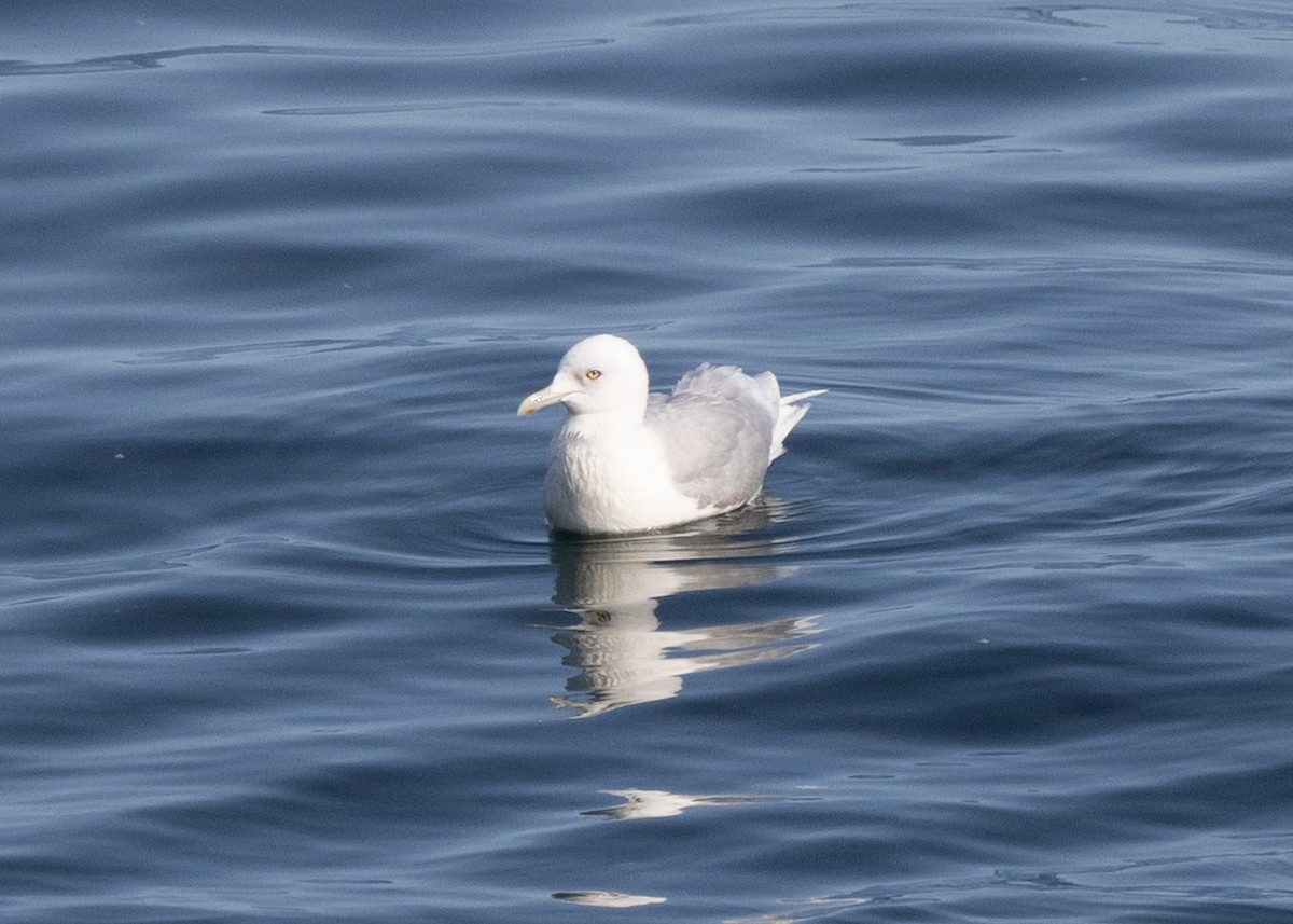 Iceland Gull - ML643690616