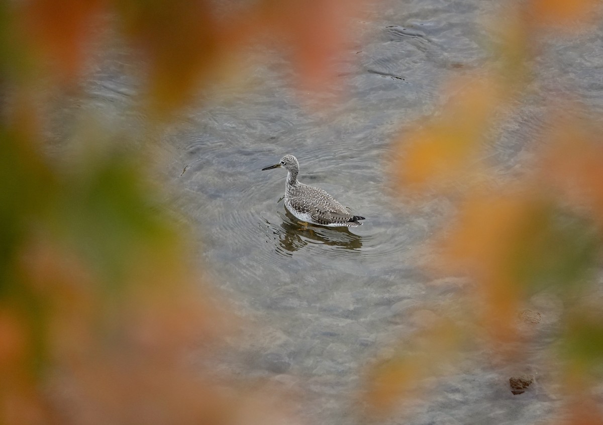 Greater Yellowlegs - ML643690620