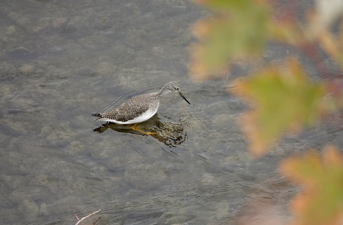 Greater Yellowlegs - ML643690621