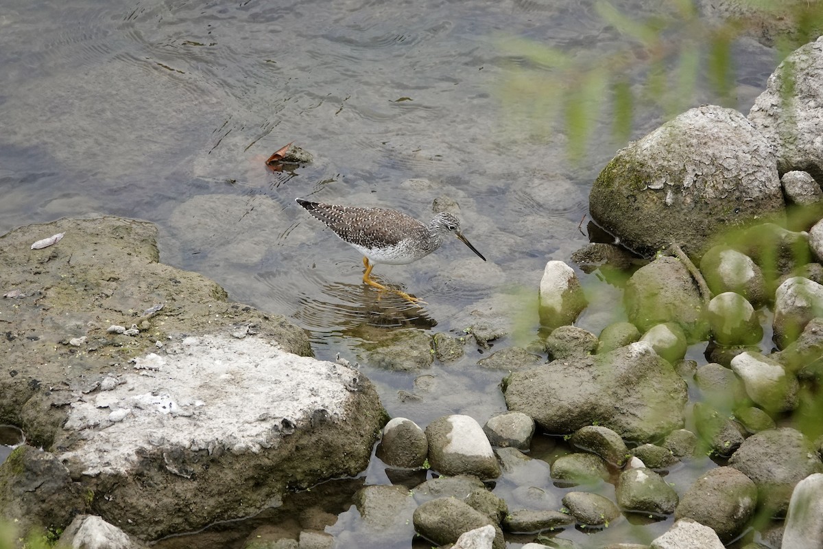 Greater Yellowlegs - ML643690624