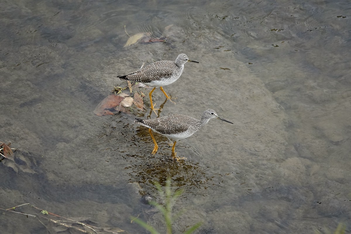 Greater Yellowlegs - ML643690625