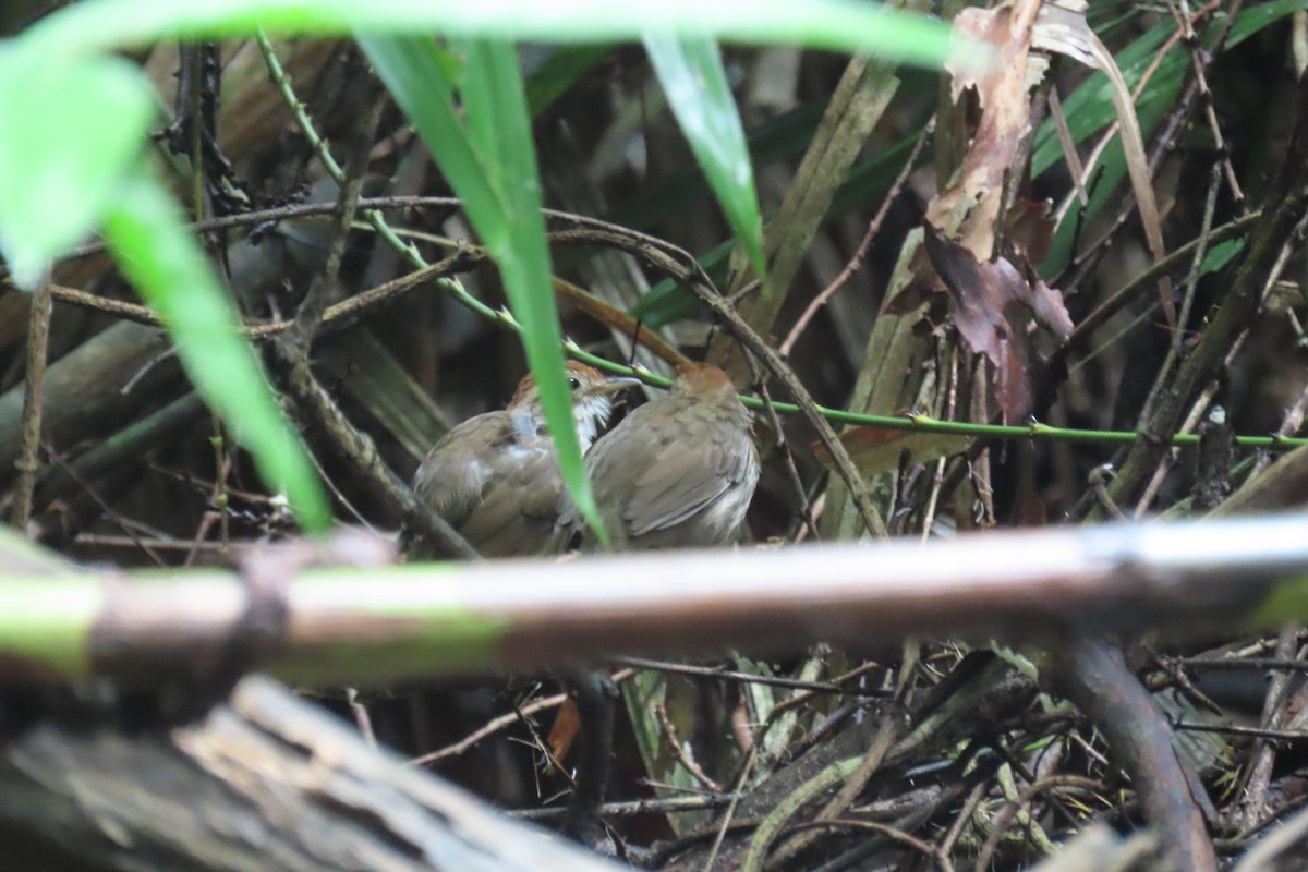 Puff-throated Babbler - ML643690641