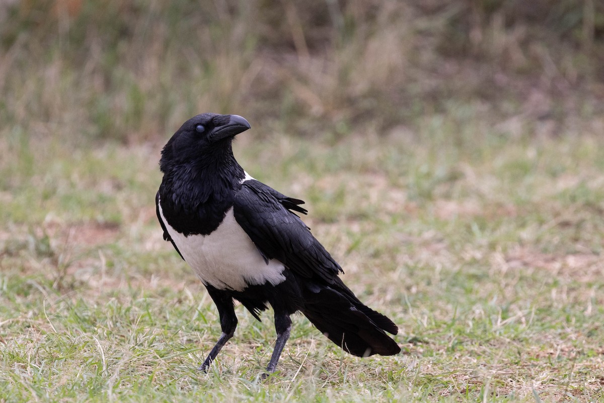 Pied Crow - ML643690643