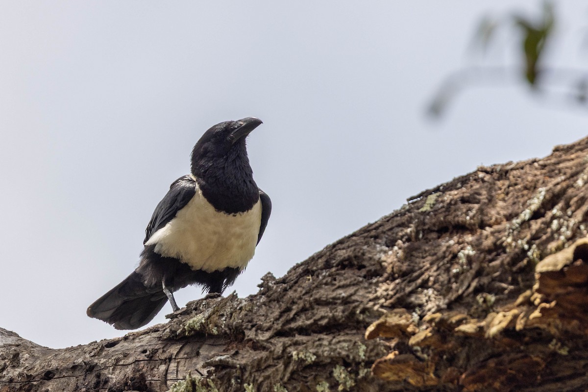 Pied Crow - ML643690644