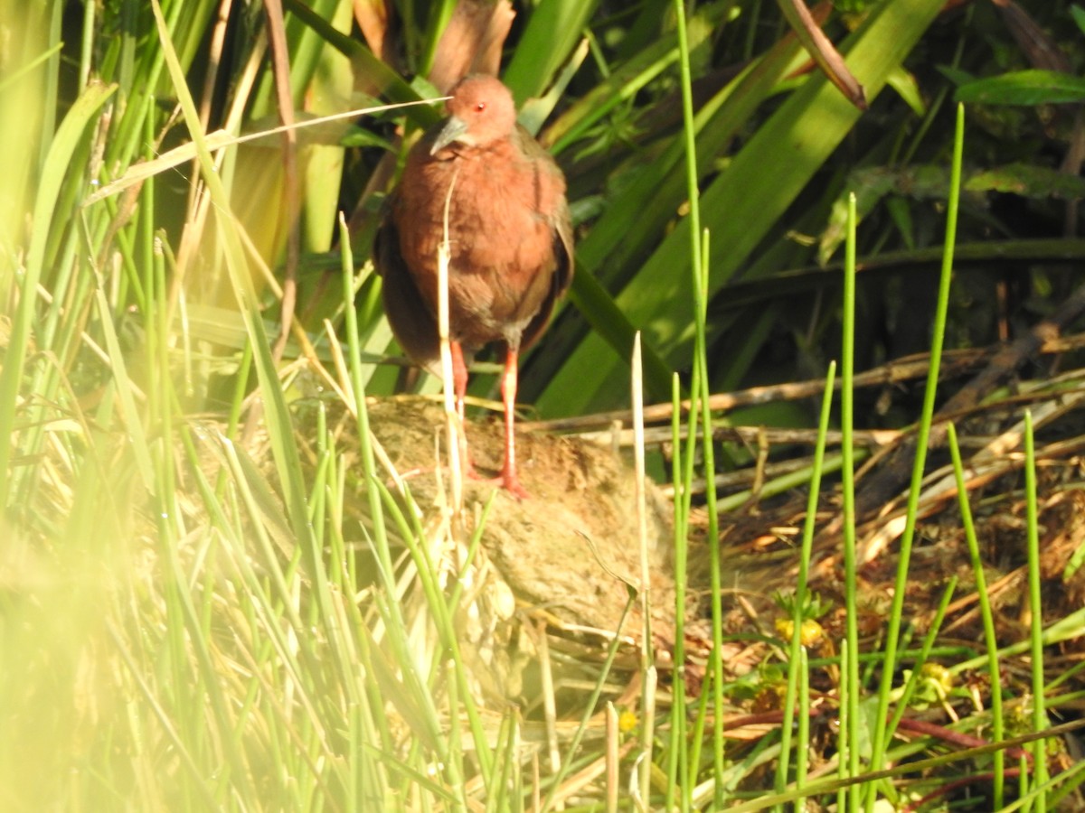 Ruddy-breasted Crake - ML643690646