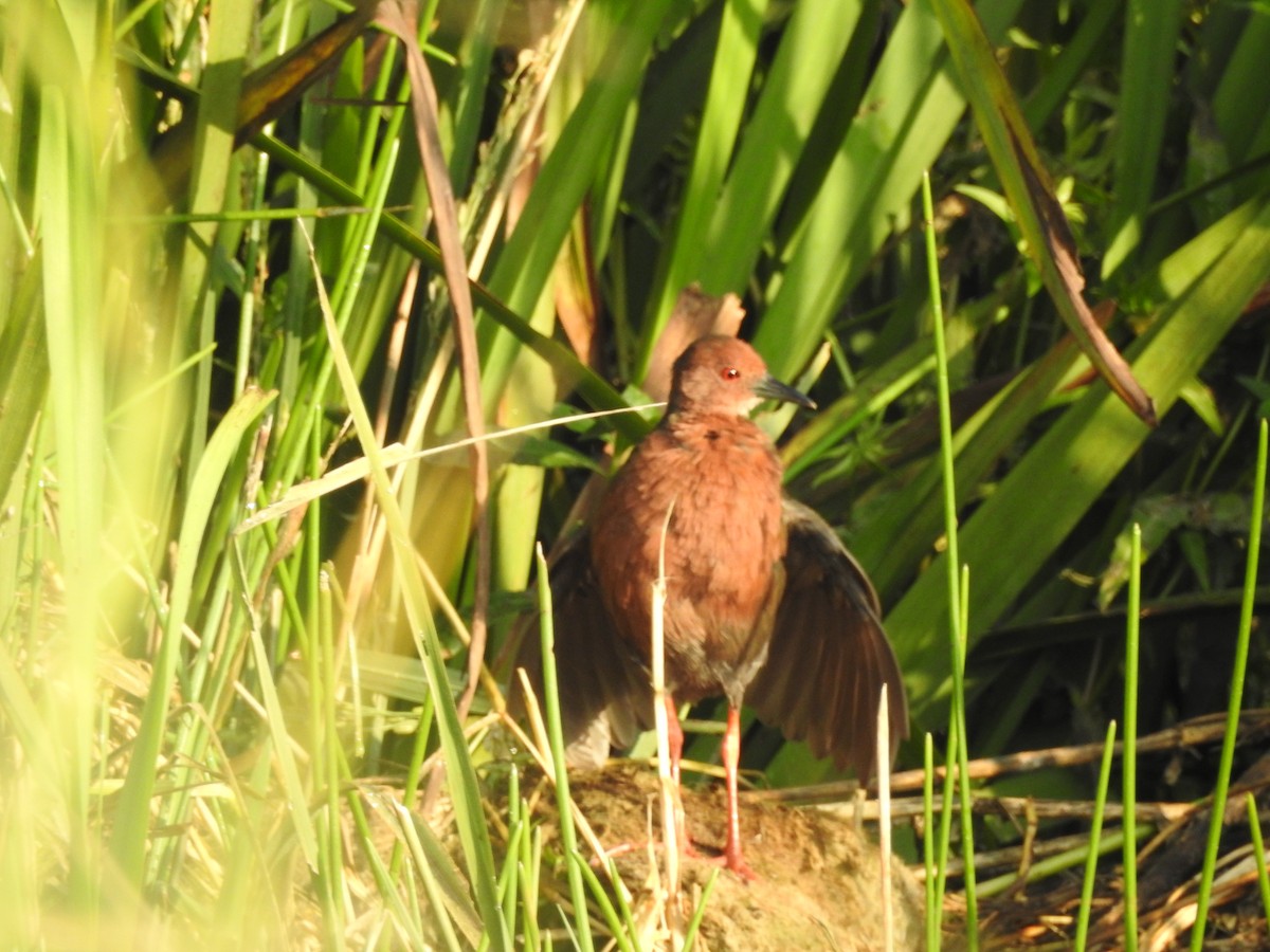 Ruddy-breasted Crake - ML643690654
