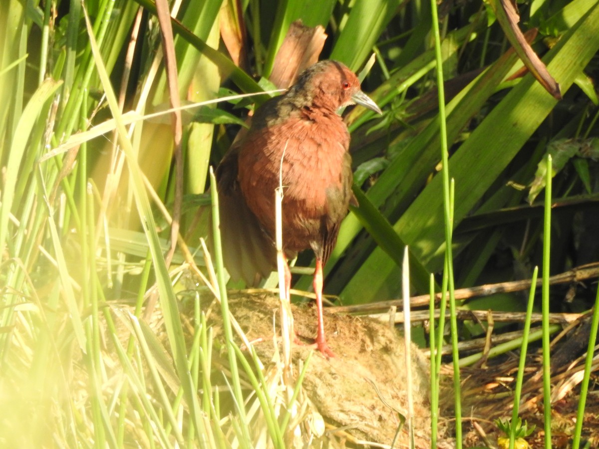 Ruddy-breasted Crake - ML643690655