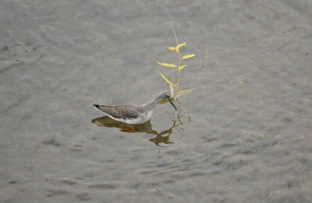 Greater Yellowlegs - ML643690671