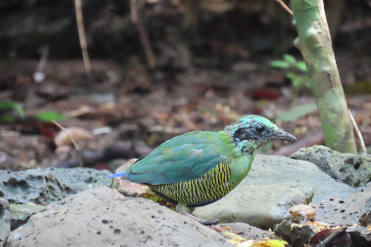 Bar-bellied Pitta - ML643690675