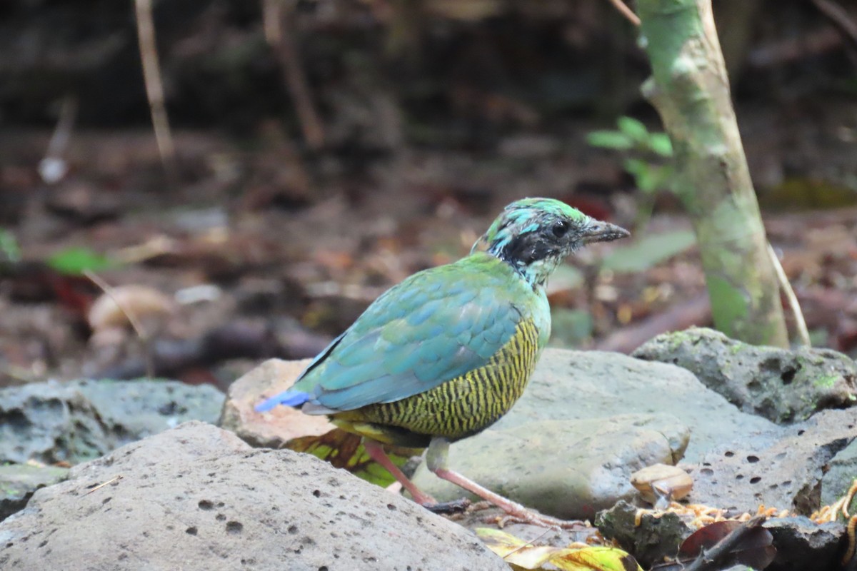 Bar-bellied Pitta - ML643690681