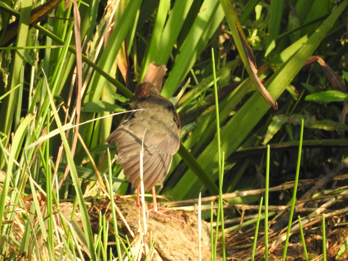 Ruddy-breasted Crake - ML643690682