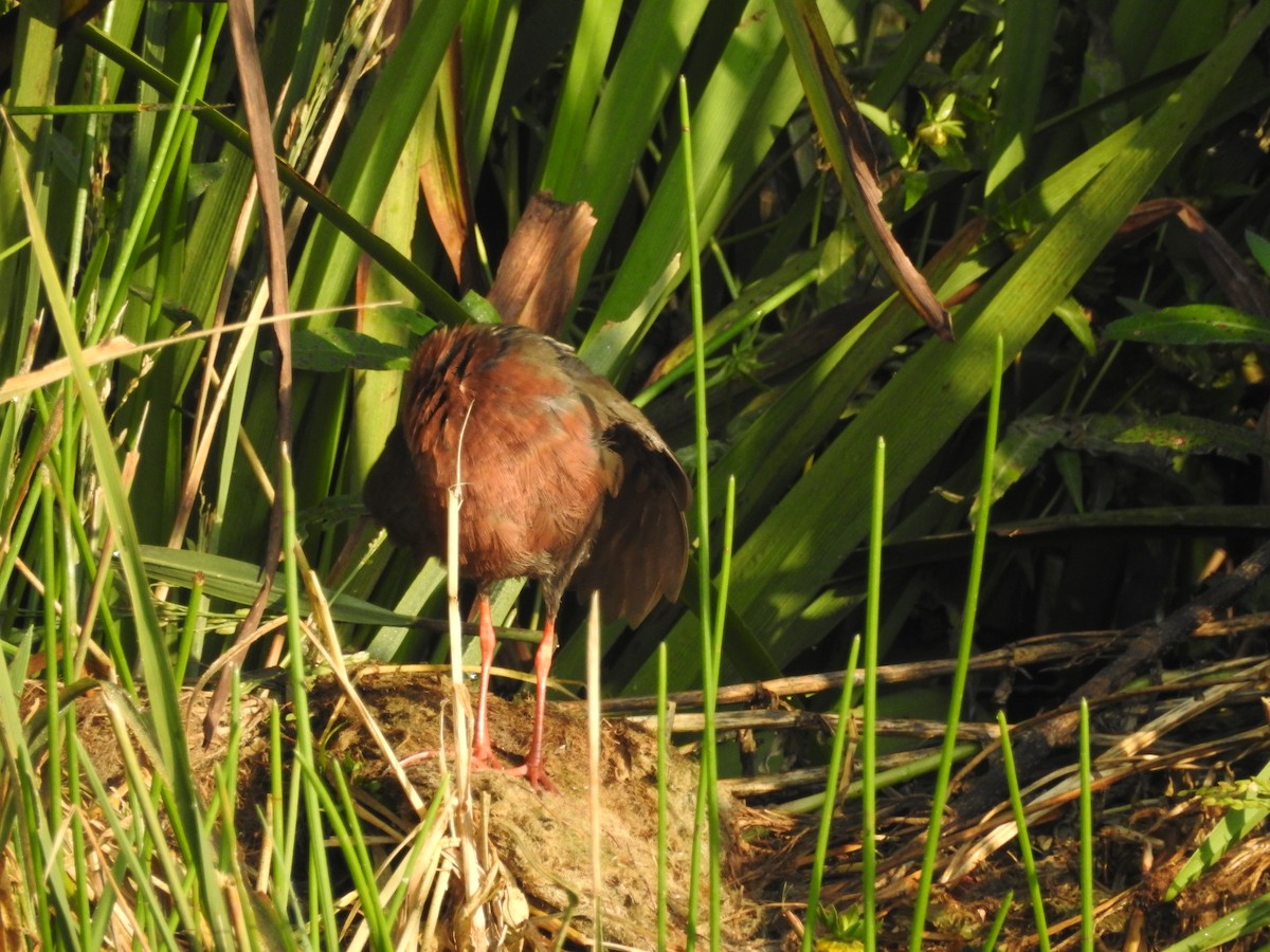 Ruddy-breasted Crake - ML643690683