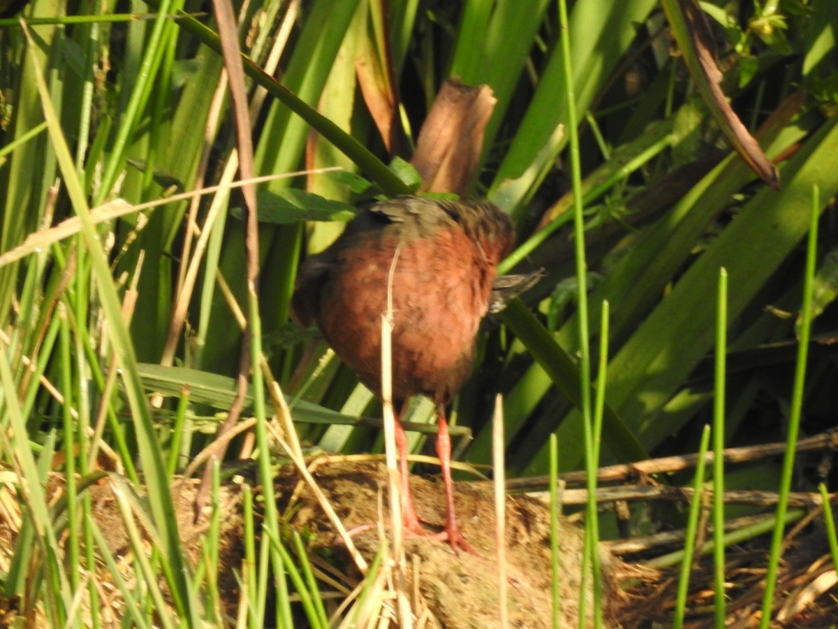 Ruddy-breasted Crake - ML643690684