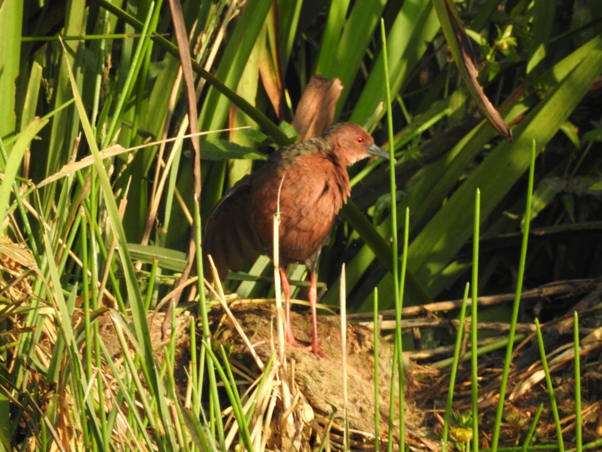 Ruddy-breasted Crake - ML643690685