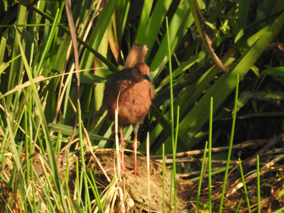 Ruddy-breasted Crake - ML643690687