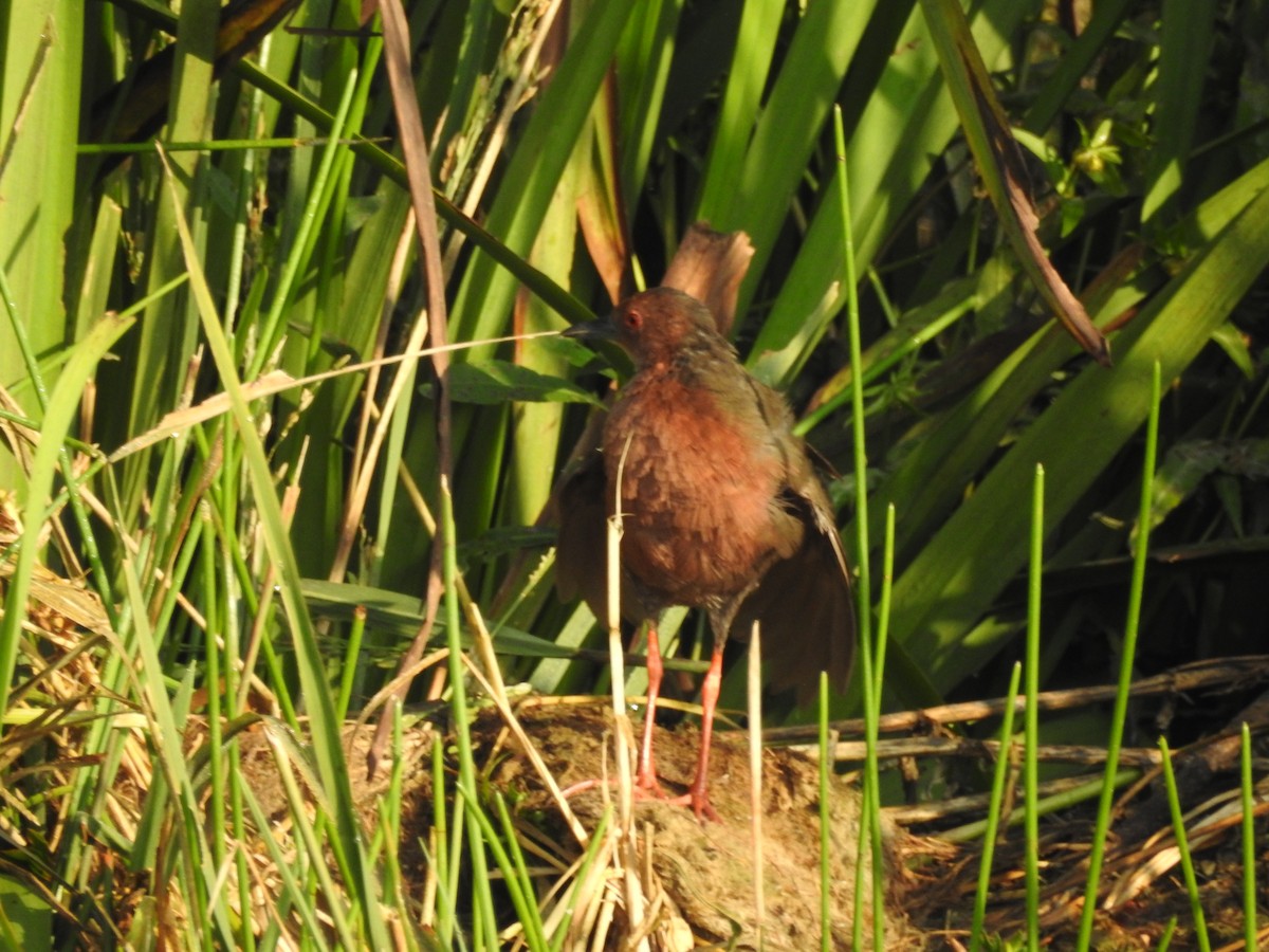 Zimtsumpfhuhn - ML643690688