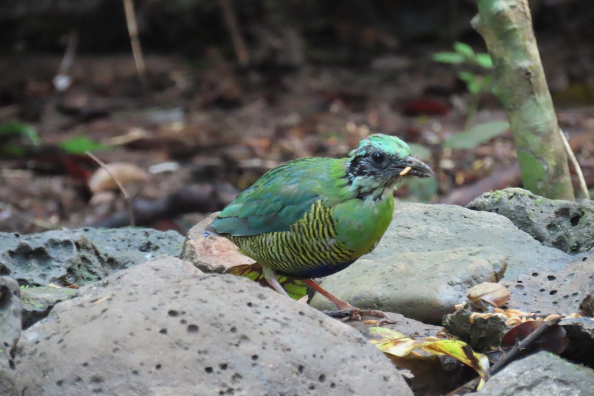 Bar-bellied Pitta - ML643690691