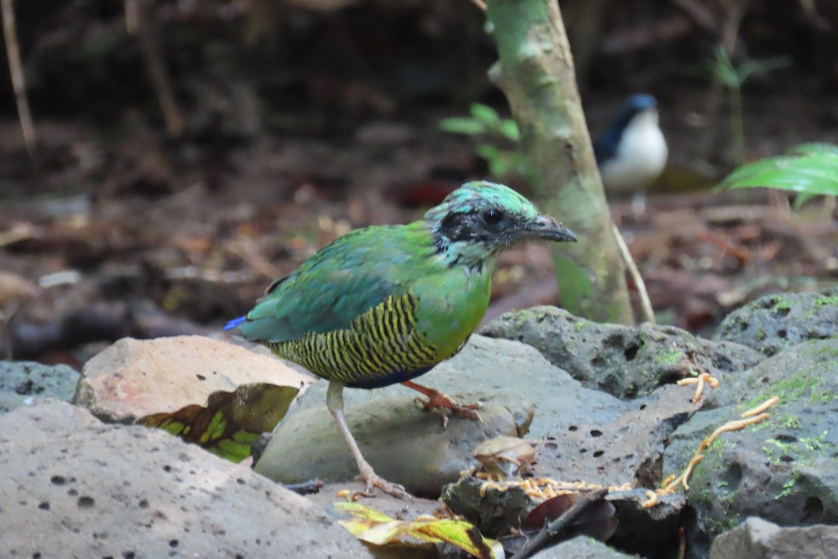 Bar-bellied Pitta - ML643690693