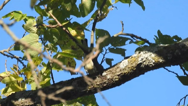 Yellow-rumped Warbler - ML643690694
