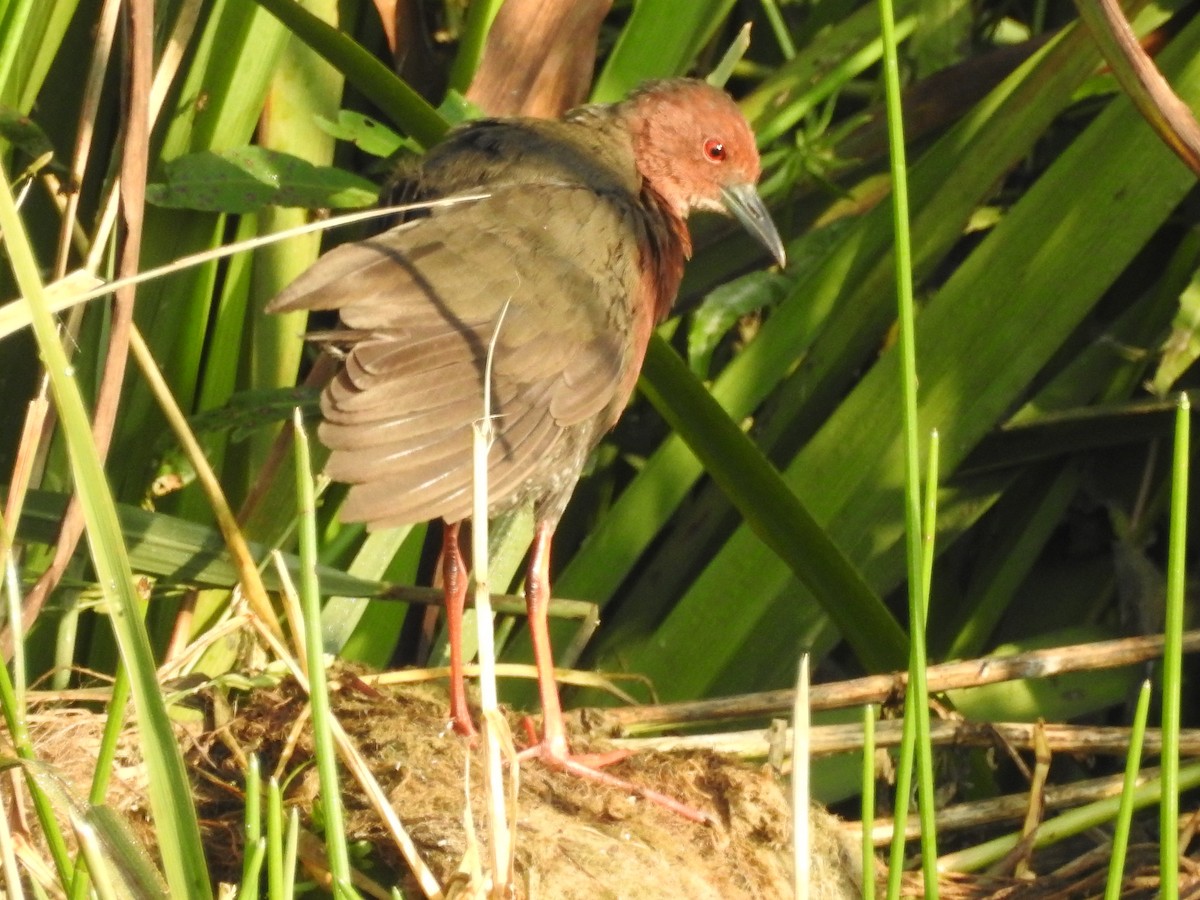 Zimtsumpfhuhn - ML643690697