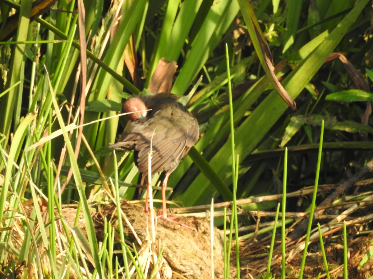 Zimtsumpfhuhn - ML643690698