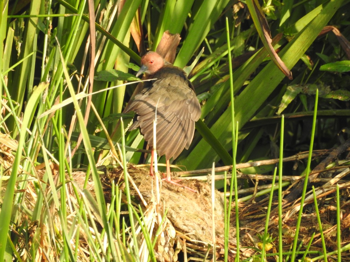 Zimtsumpfhuhn - ML643690699