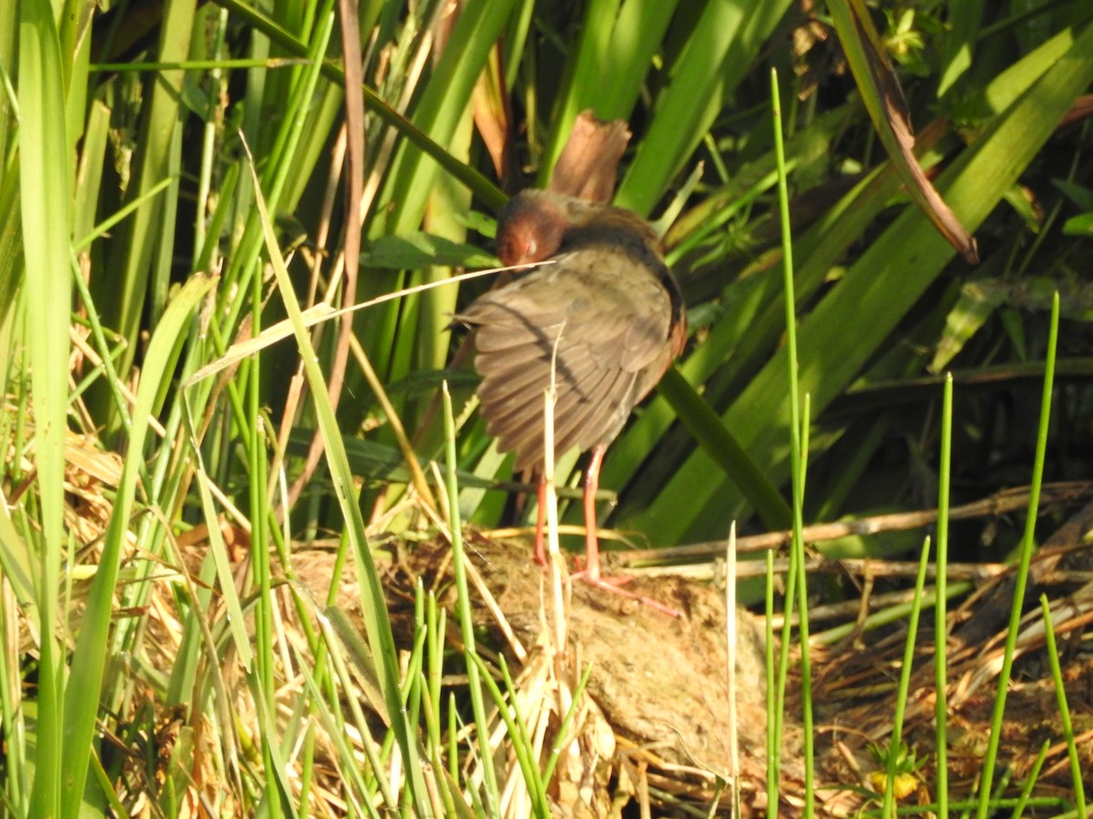 Zimtsumpfhuhn - ML643690700