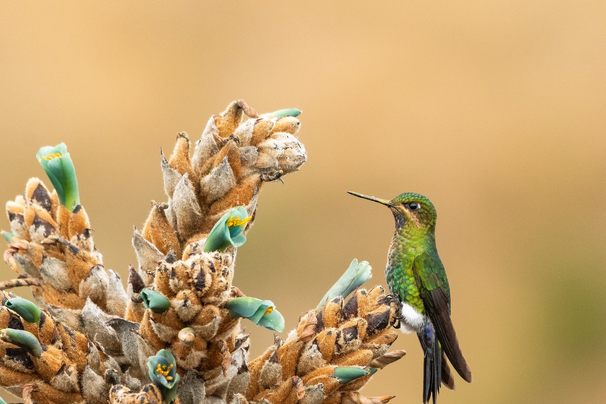 Glowing Puffleg - ML643690714