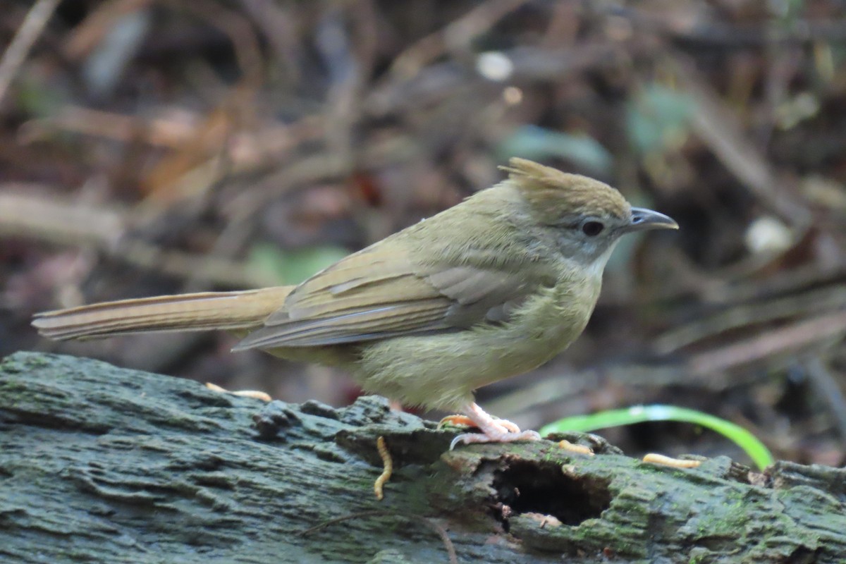 Bulbul ocré - ML643690716