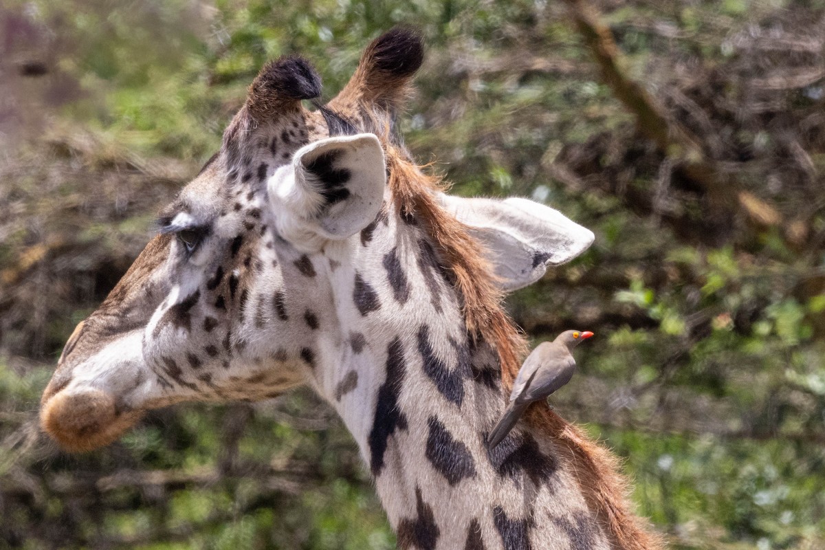 Red-billed Oxpecker - ML643690717