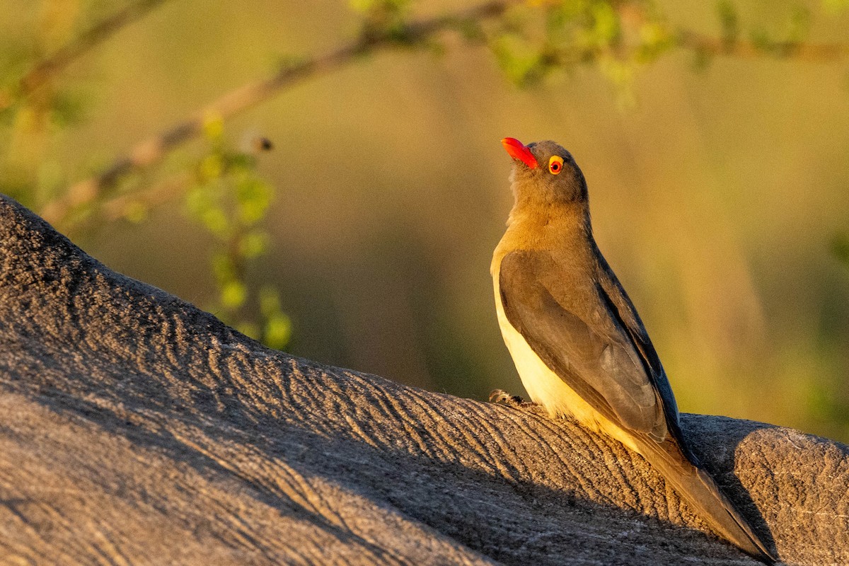 Red-billed Oxpecker - ML643690718