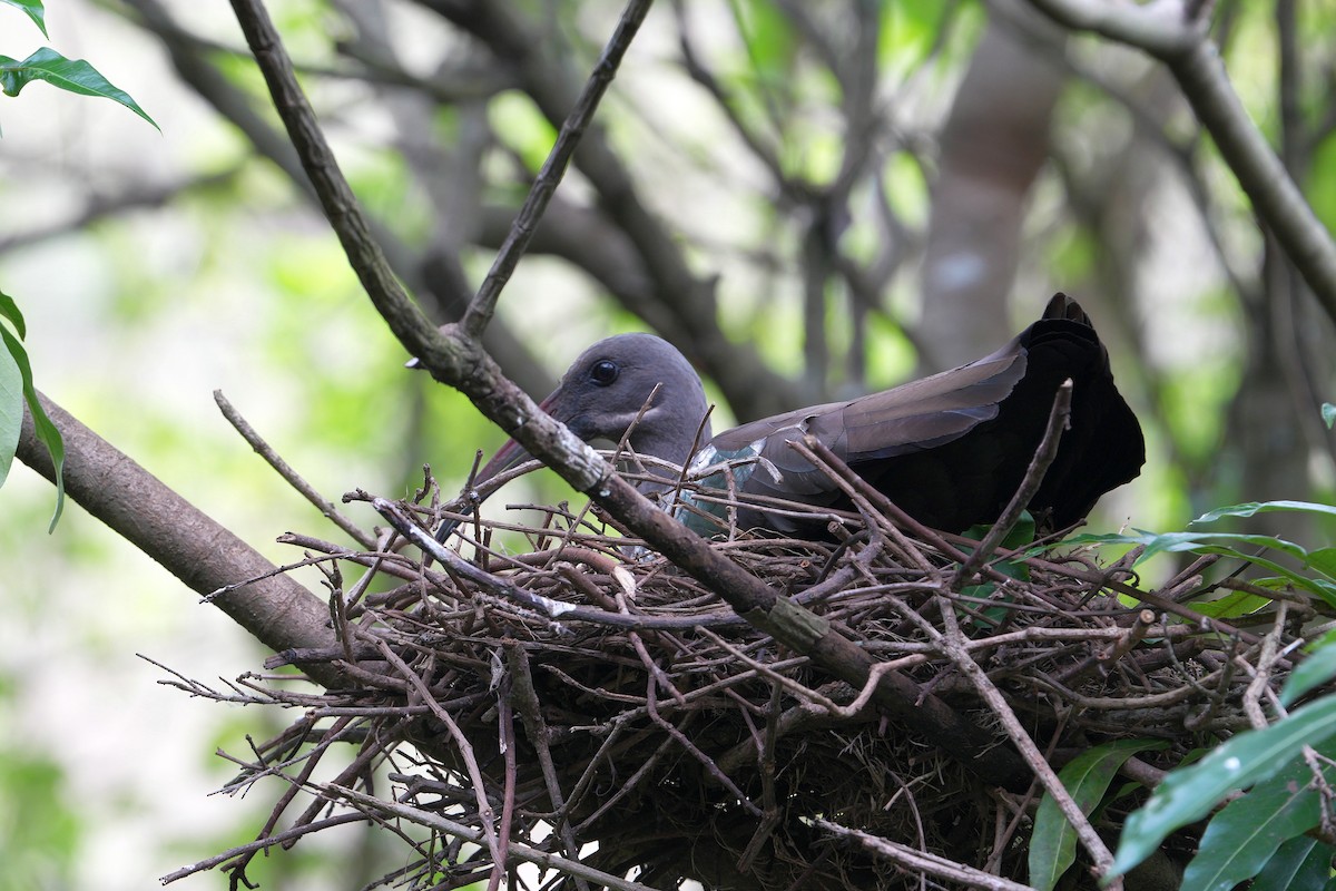 Hadada Ibis - ML643690719