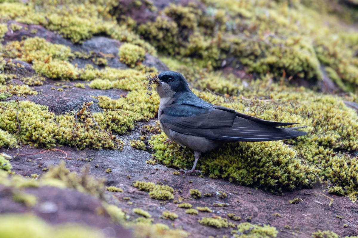 Brown-bellied Swallow - ML643690720