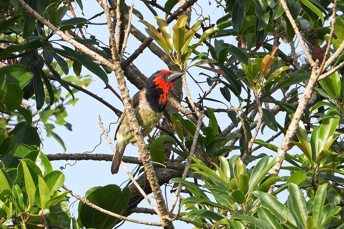 Black-collared Barbet - ML643690734