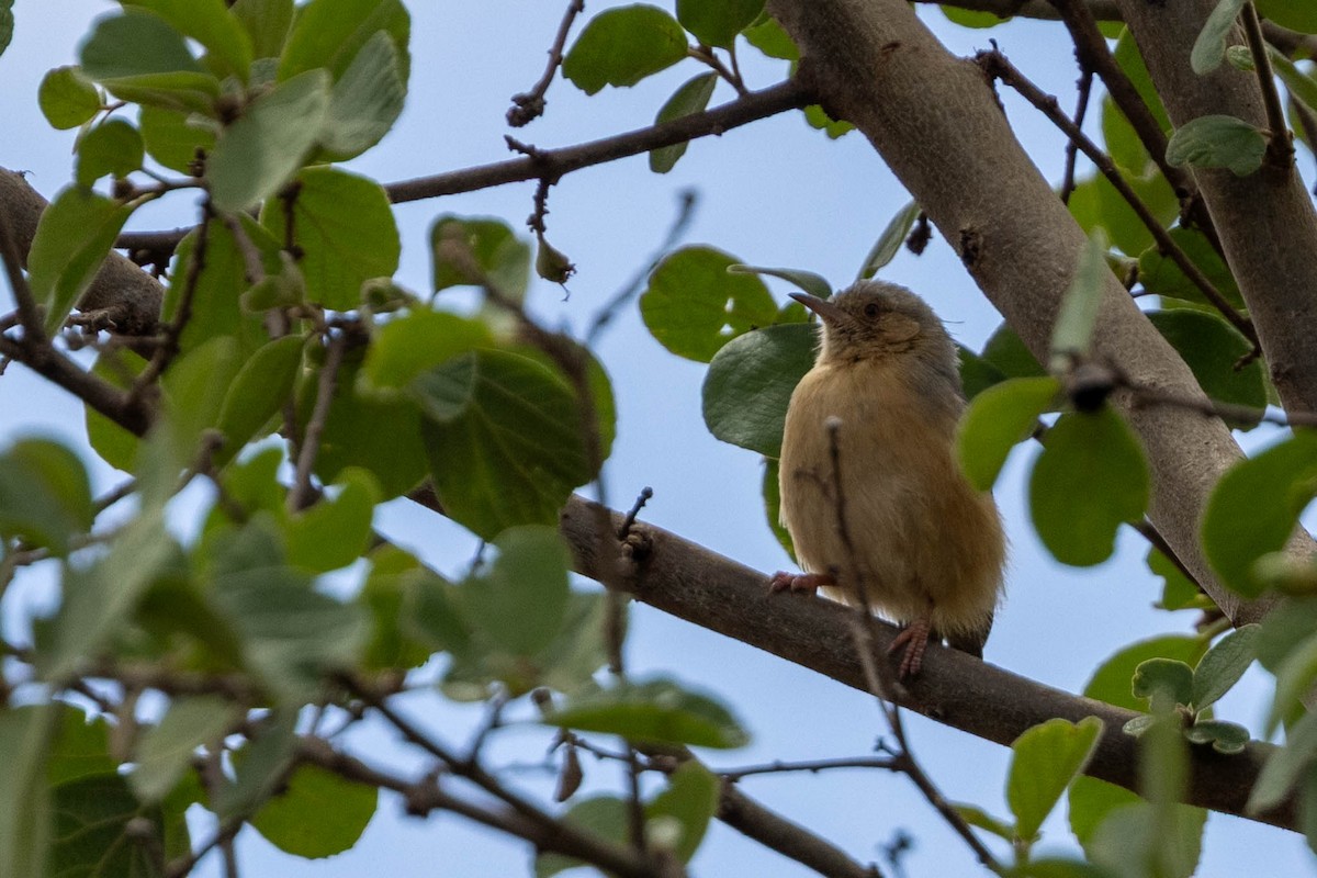 Red-faced Crombec - ML643690748