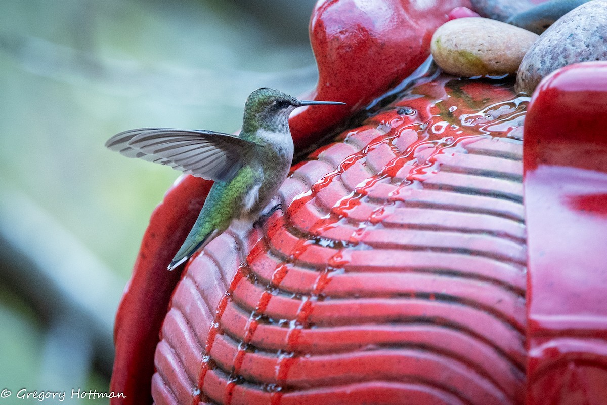 Ruby-throated Hummingbird - ML643690752