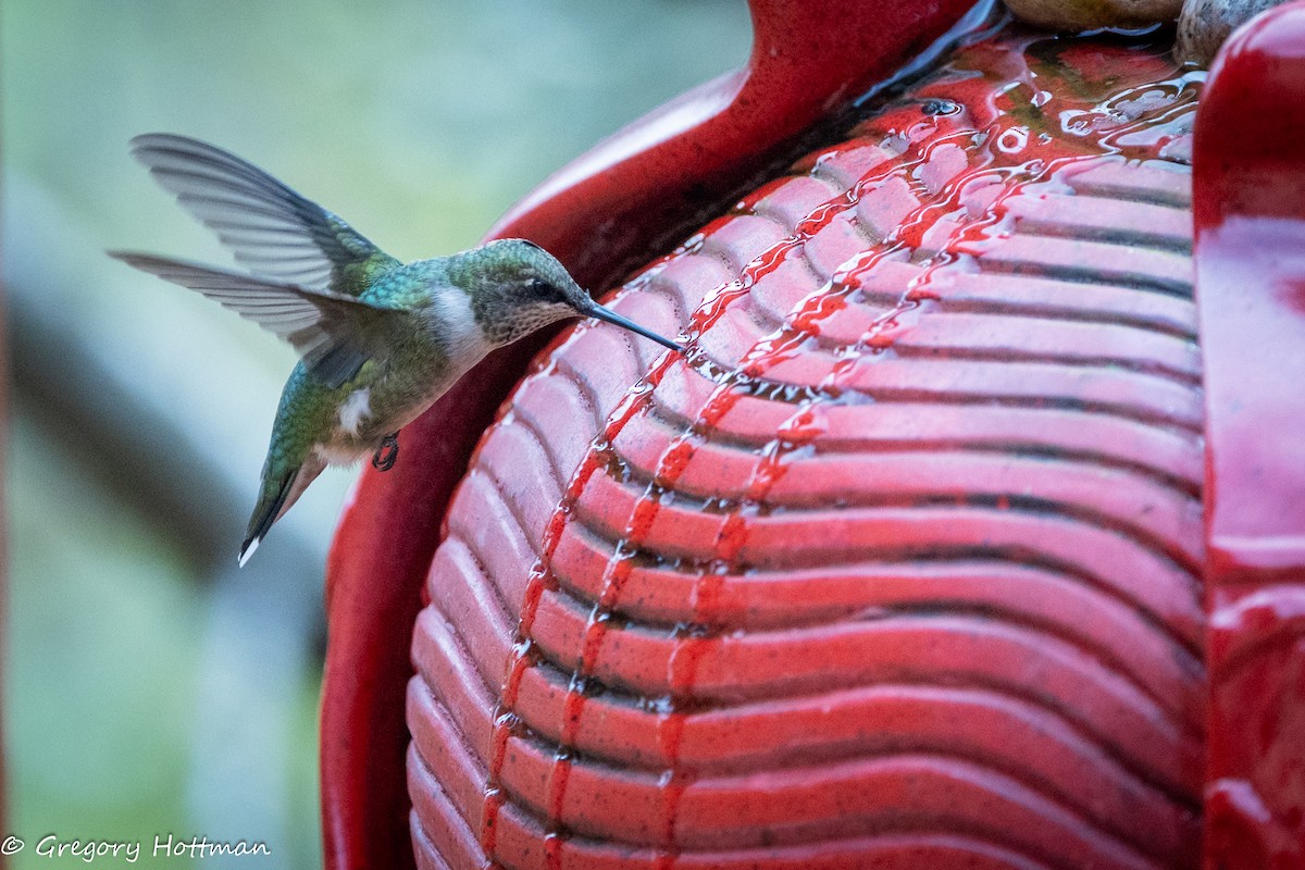 Ruby-throated Hummingbird - ML643690753