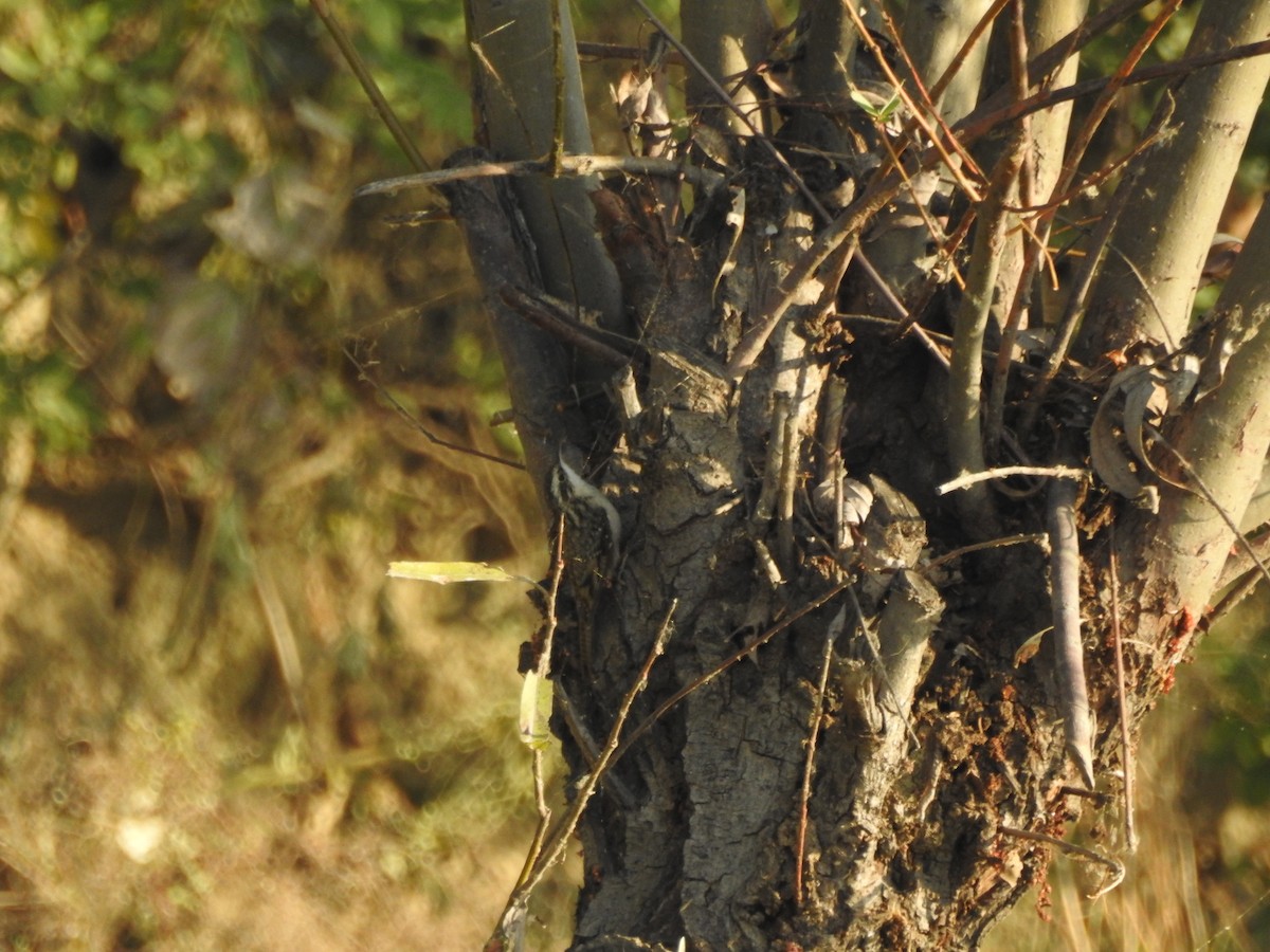 Bar-tailed Treecreeper - ML643690755