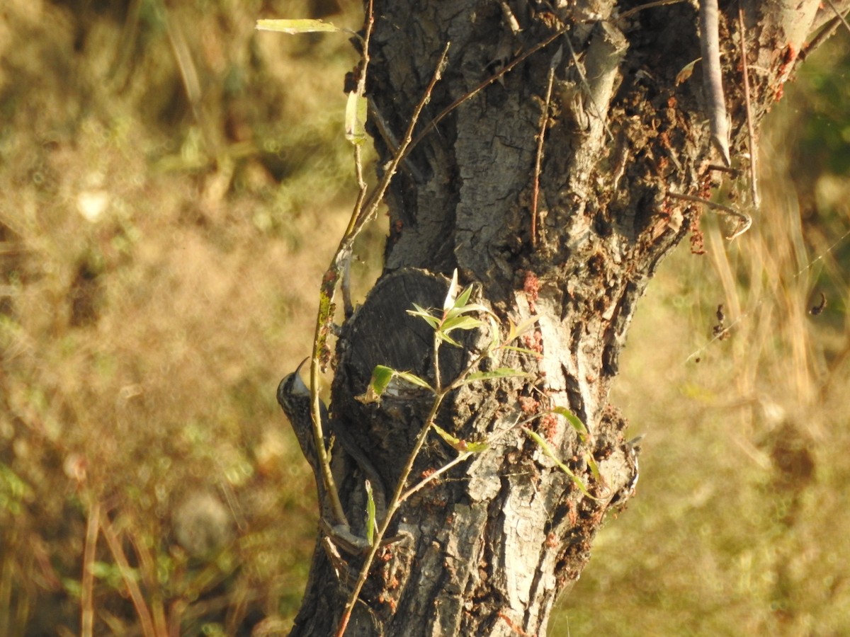 Bar-tailed Treecreeper - ML643690756