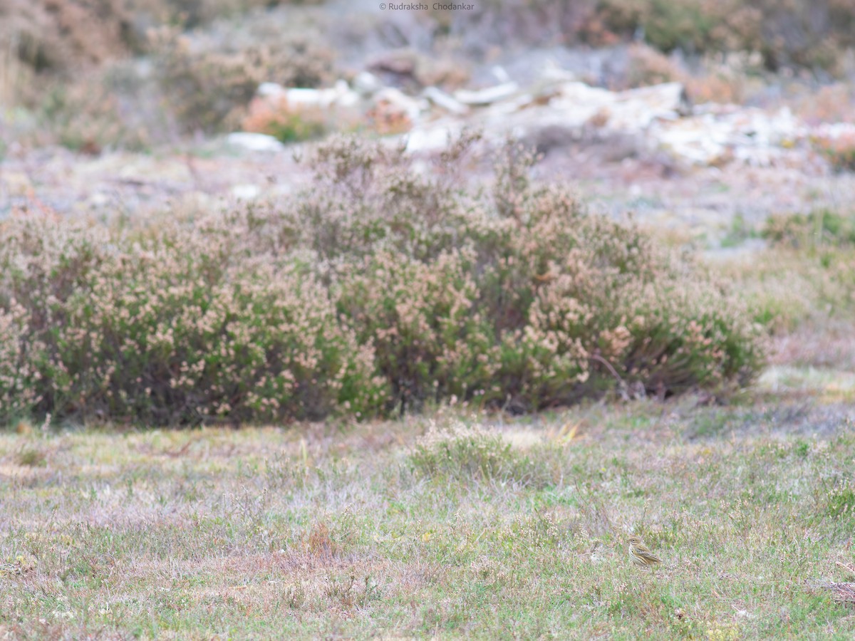 Meadow Pipit - ML643690759