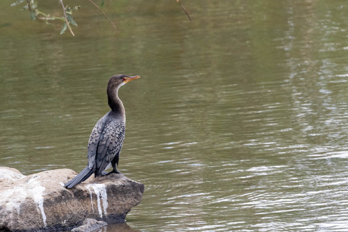 Reed Cormorant - ML643690771