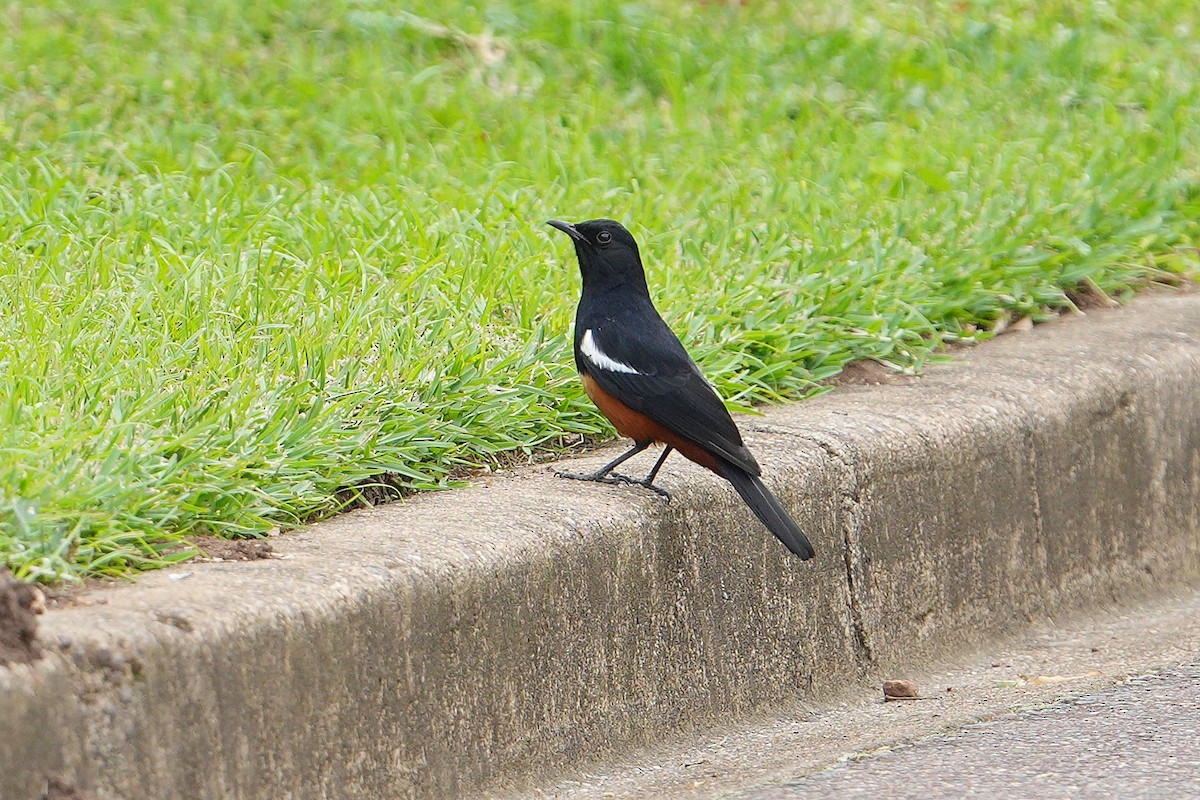 Mocking Cliff-Chat - ML643690772