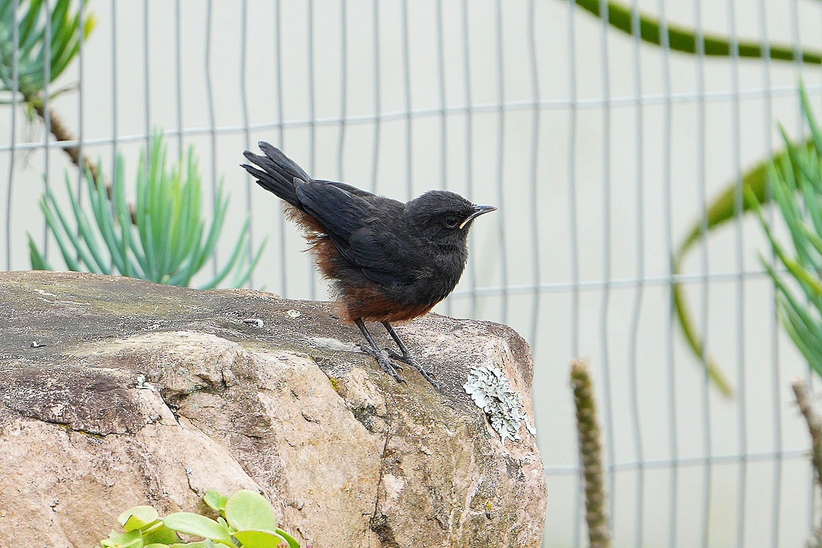 Mocking Cliff-Chat - ML643690773