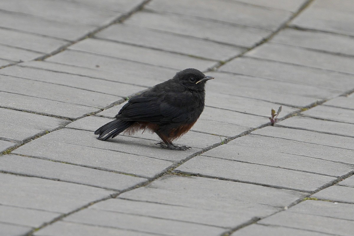 Mocking Cliff-Chat - ML643690774