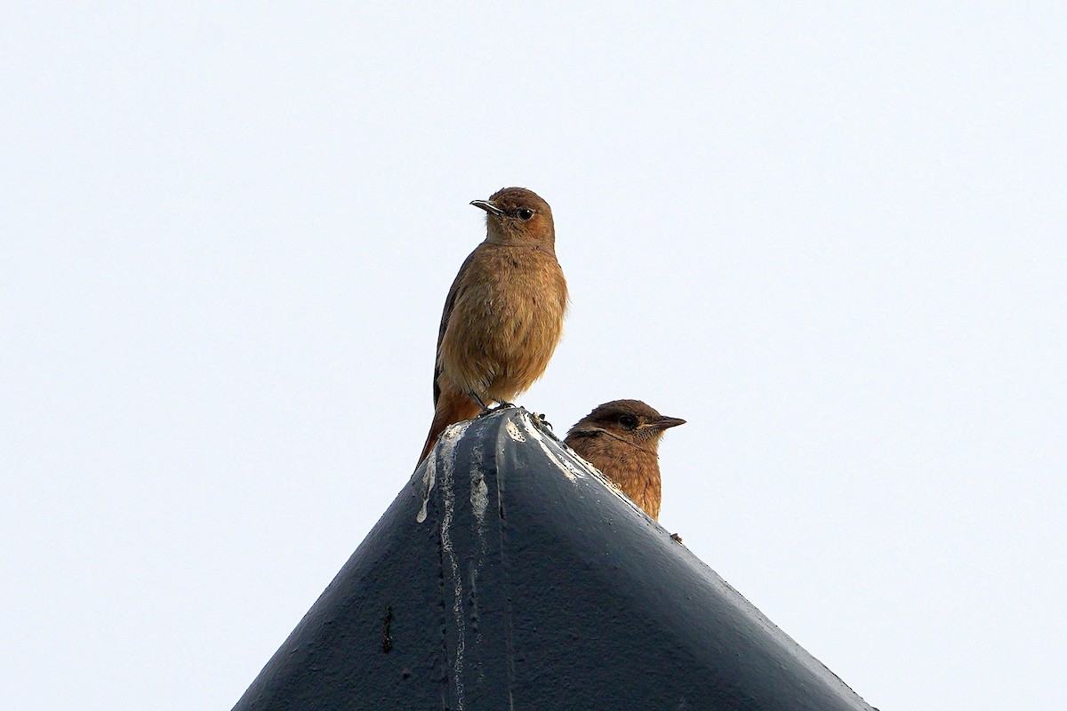 Familiar Chat - ML643690785