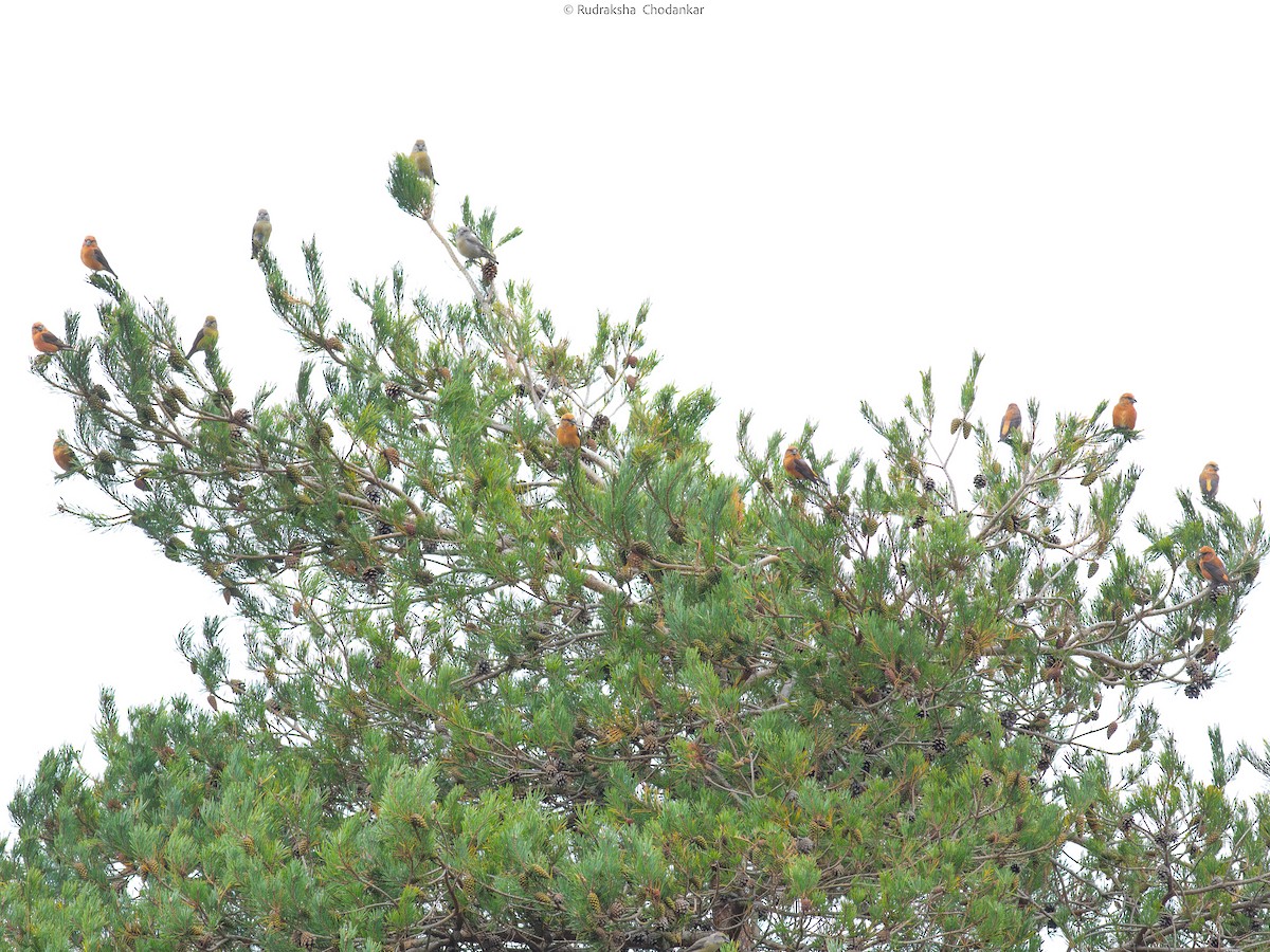 Fichtenkreuzschnabel - ML643690792