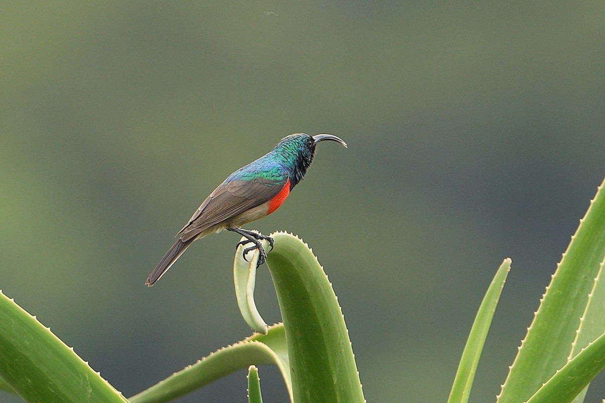Greater Double-collared Sunbird - ML643690795