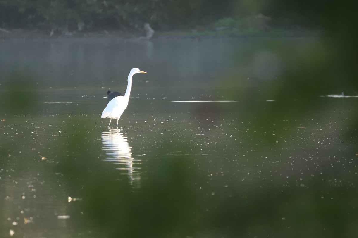 Great Egret - ML643690815